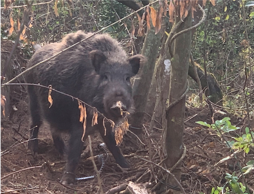 島暮らし、農のある生活、イノシシを追いながら