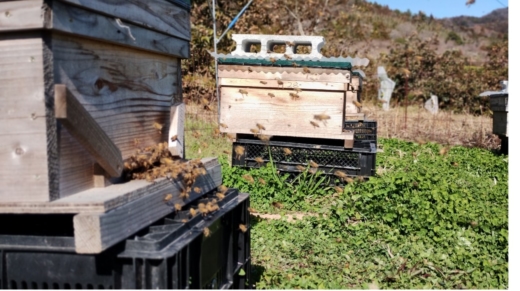 蜂仕事と瀬戸内の春