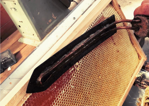 1匹のミツバチが一生のうちに集められるハチミツはたったのティースプーン1杯分