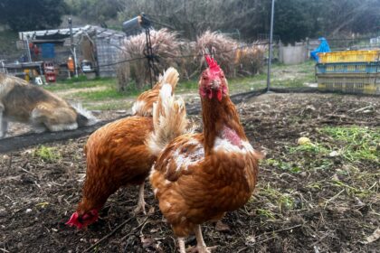 ニワトリのいる生活