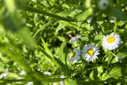 ミツバチからのお裾分け